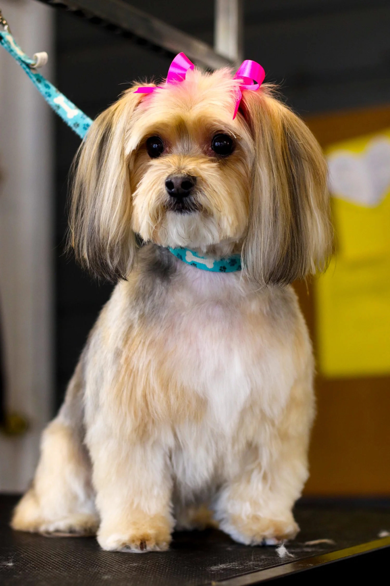 A freshly groomed dog with bows at A Doggie Do