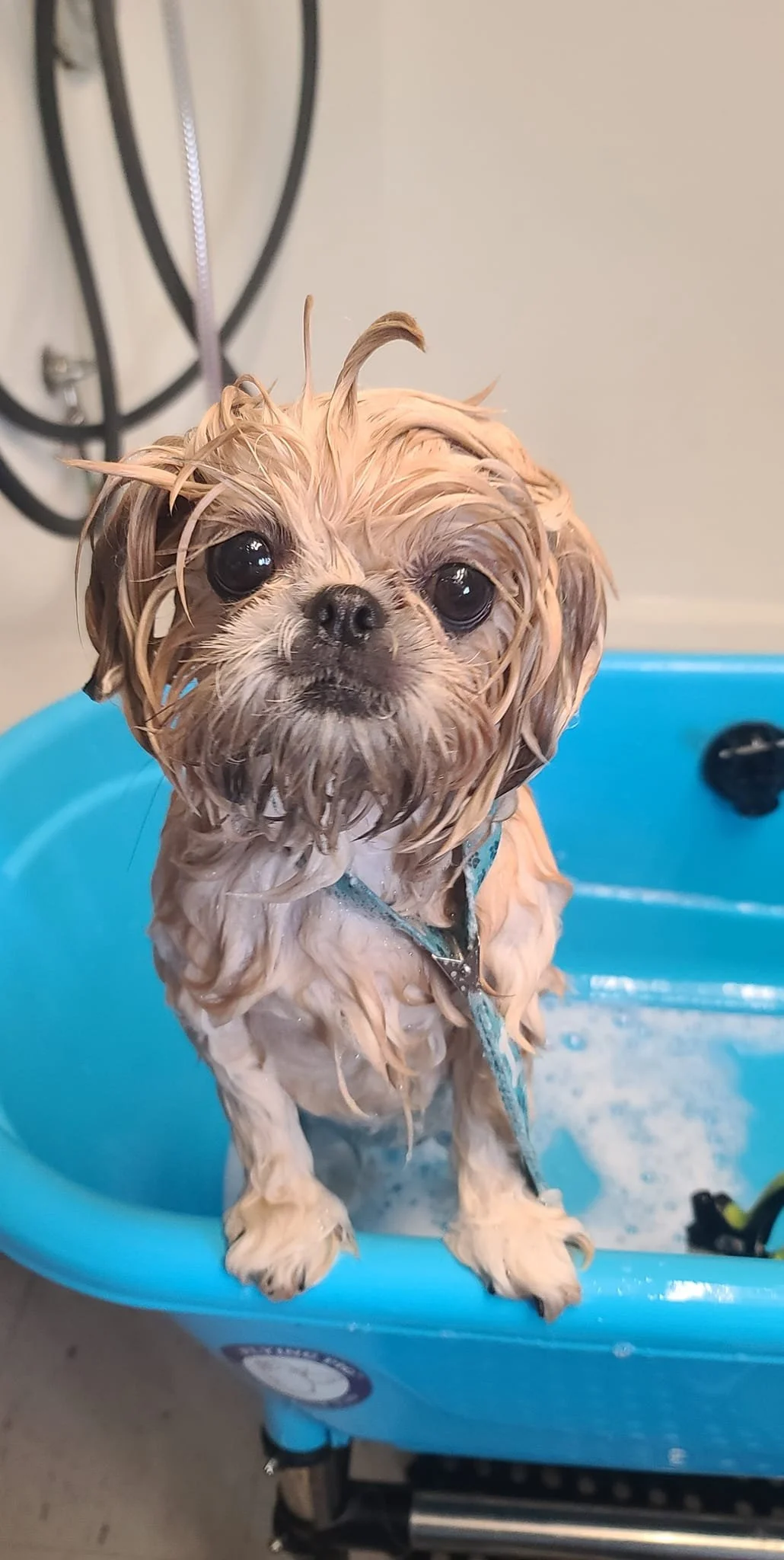 Grooming at A Doggie Do