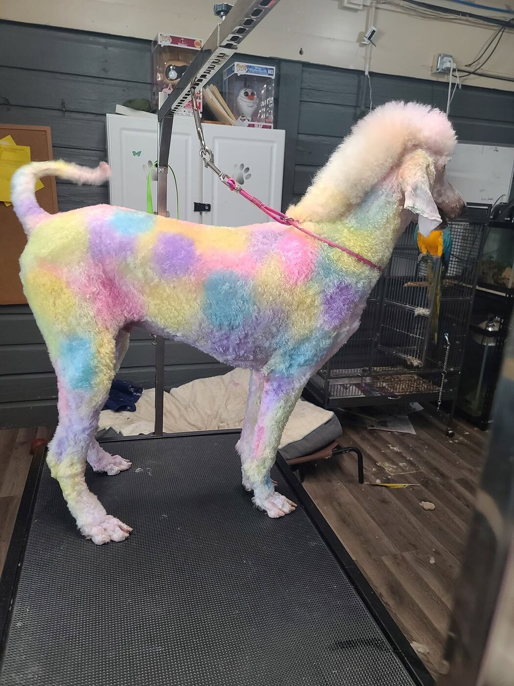 Rainbow tie-dye groomed standard poodle