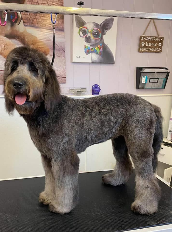 Freshly groomed grey doodle standing on the grooming table