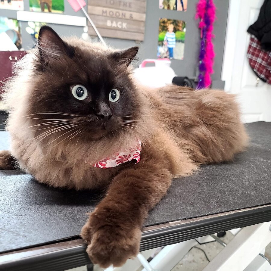 Fluffy cat groomed at the salon