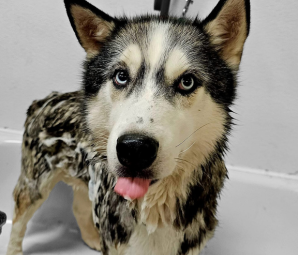 Freshly bathed husky