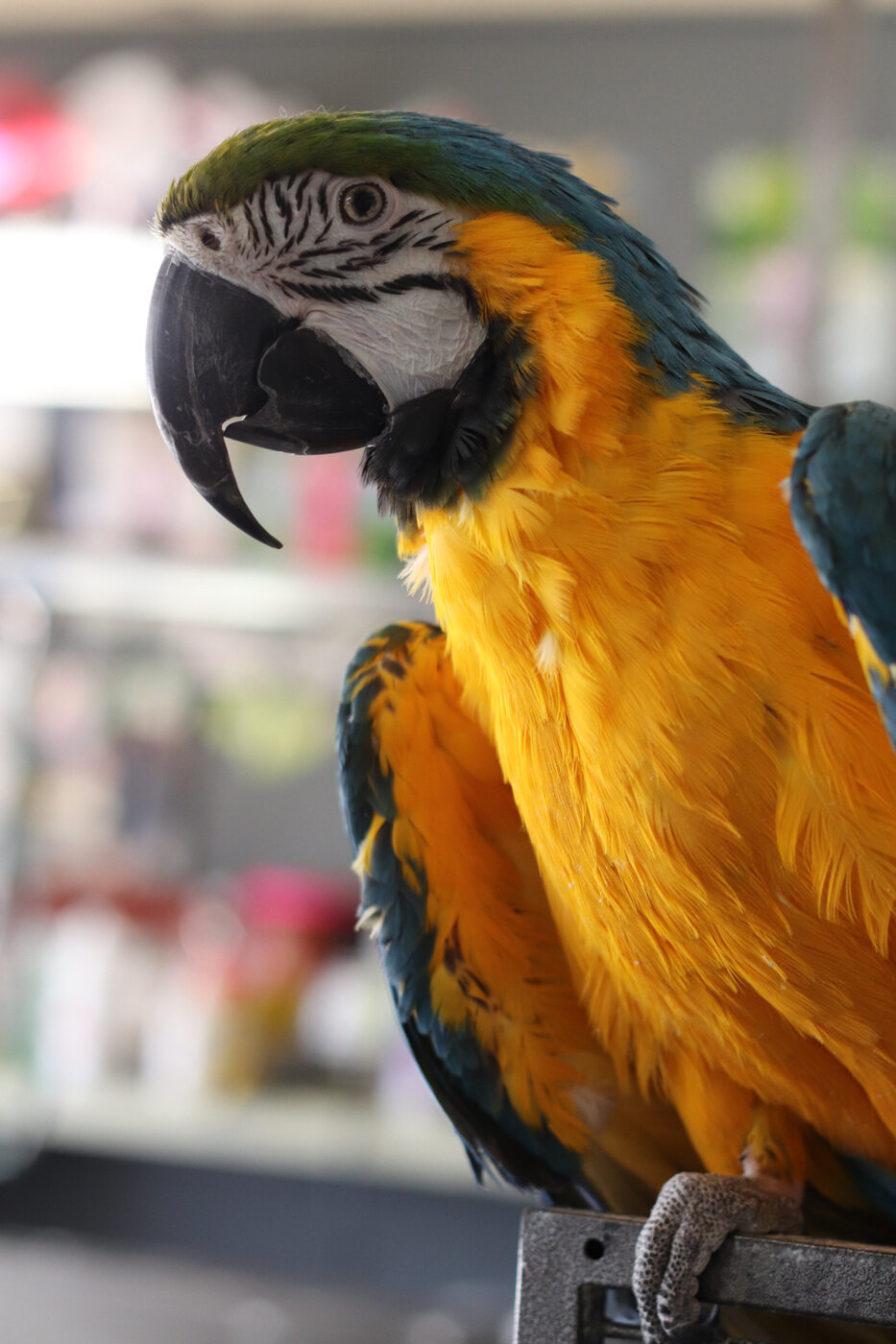 Macaw parrot