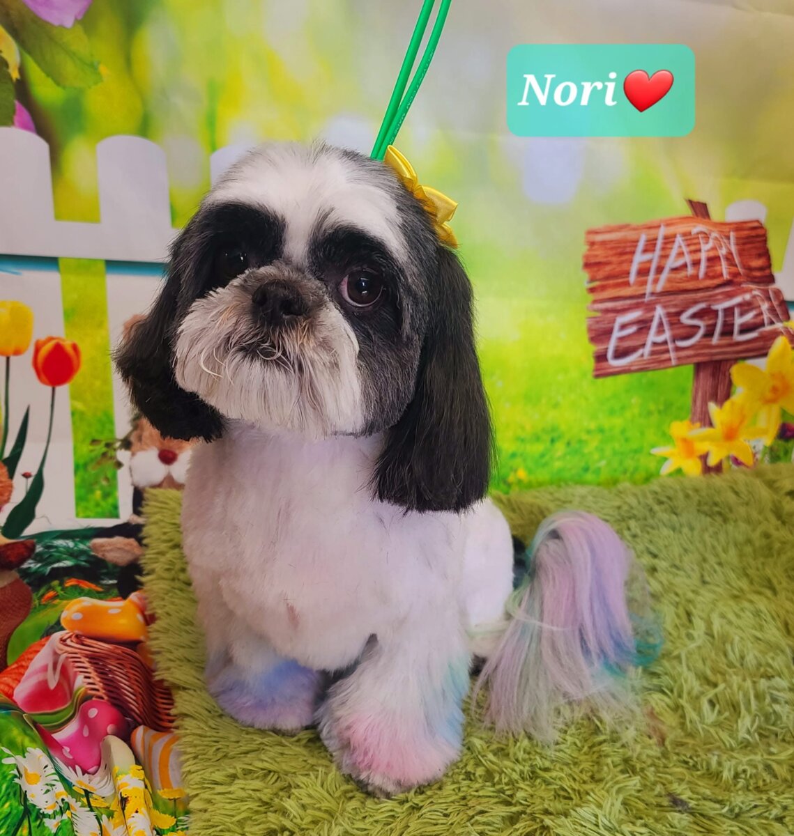 Nori, a black-and-white shih tzu, with a pastel rainbow-dyed tail