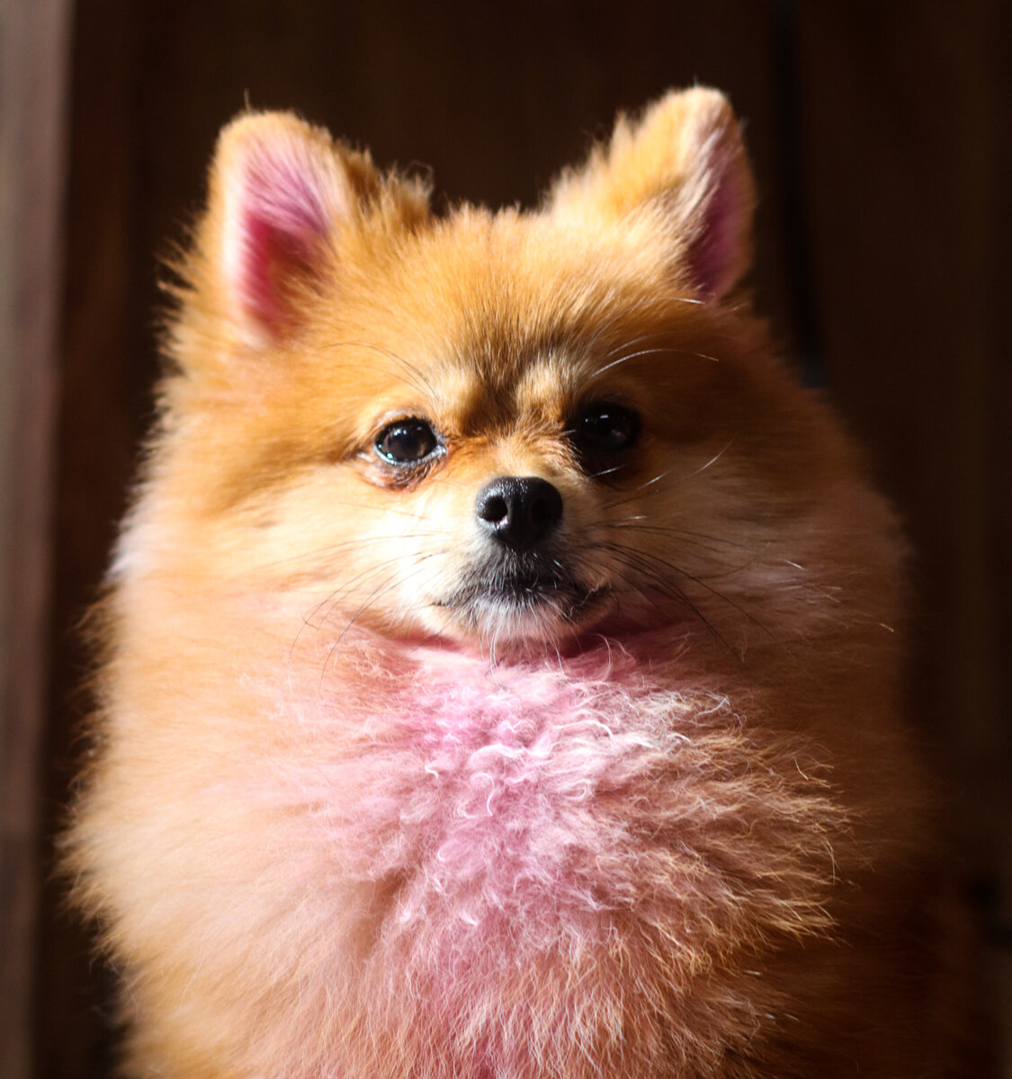 Fluffy orange Pomeranian with a pink-dyed chest