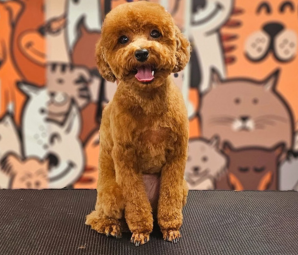 Poodle groomed at the salon