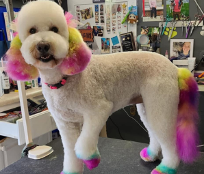 Rainbow dyed poodle