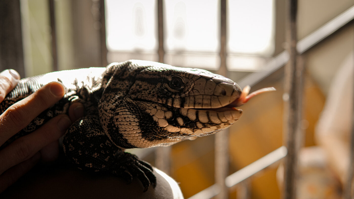Tegu lizard